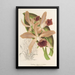 Reproduktion af maleriet Cattleya elegans Ch. Morren - Charles Antoine Lemaire