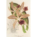 Reproduktion af maleriet Cattleya elegans Ch. Morren - Charles Antoine Lemaire