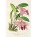 Cattleya pumila - Charles Antoine Lemaire — visning af kunstværket