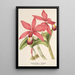 Reproduktion af maleriet Cattleya superba var. splendens - Charles Antoine Lemaire
