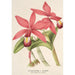Reproduktion af maleriet Cattleya superba var. splendens - Charles Antoine Lemaire