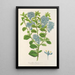 Reproduktion af maleriet Ceanothus elegans - Charles Antoine Lemaire