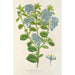 Reproduktion af maleriet Ceanothus elegans - Charles Antoine Lemaire