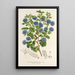 Reproduktion af maleriet Ceanothus floribundus - Charles Antoine Lemaire