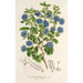 Reproduktion af maleriet Ceanothus floribundus - Charles Antoine Lemaire