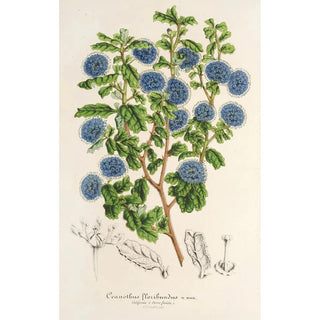 Charles Antoine Lemaire - Ceanothus floribundus.webp