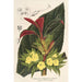 Centrosolenia bullata Episcia tessellata - Charles Antoine Lemaire — visning af kunstværket