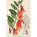 Ceratostema speciosum - Charles Antoine Lemaire — visning af kunstværket