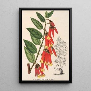 Charles Antoine Lemaire - Ceratostema speciosum.webp