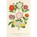 efterårs-chrysantemum, dværgvarianter - Charles Antoine Lemaire — visning af kunstværket