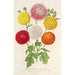 Charles Antoine Lemaire's "Chrysanthèmes des jardins nains et précoces" — visning af kunstværket