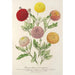 tidlige miniaturekrysantemum - Charles Antoine Lemaire — visning af kunstværket