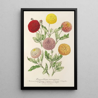 Charles Antoine Lemaire - Chrysanthmes nains prcoces.webp
