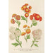Reproduktion af maleriet Chrysanthèmes nye Lilliputiens - Charles Antoine Lemaire