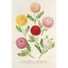 Chrysanthèmes nouvelles d'automne - Charles Antoine Lemaire — visning af kunstværket