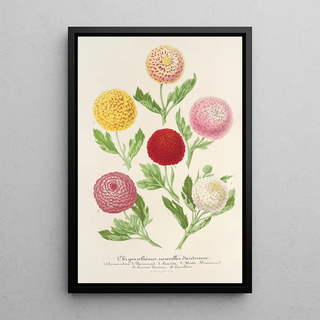 Charles Antoine Lemaire - Chrysanthmes nouvelles dautomne.webp