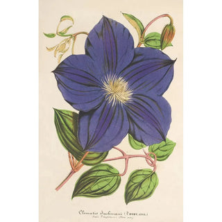 Charles Antoine Lemaire - Clematis Jackmani.webp
