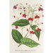 Clerodendrum Thomson - Charles Antoine Lemaire — visning af kunstværket