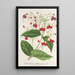 Clerodendrum Thomson - Charles Antoine Lemaire — indrammet kunstværk på væggen