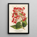 Reproduktion af maleriet Clerodendrum speciosum hybridum - Charles Antoine Lemaire