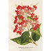 Reproduktion af maleriet Clerodendrum speciosum hybridum - Charles Antoine Lemaire