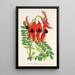 Reproduktion af maleriet Clianthus Dampieri - Charles Antoine Lemaire