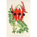 Reproduktion af maleriet Clianthus Dampieri - Charles Antoine Lemaire