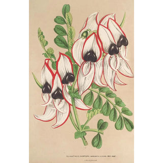 Charles Antoine Lemaire - Clianthus Dampieri v flore albo rubromarginato.webp