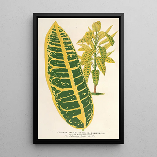 Charles Antoine Lemaire - Codium variegatum var maximum.webp