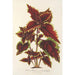 Reproduktion af maleriet Coleus Verschaffeltii - Charles Antoine Lemaire