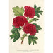 Cratægus oxyacantha var fleurs écarlates pleines - Charles Antoine Lemaire — visning af kunstværket