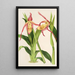 Reproduktion af maleriet Cypripedium Roezli - Charles Antoine Lemaire