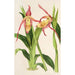 Reproduktion af maleriet Cypripedium Roezli - Charles Antoine Lemaire