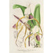 Cypripedium Stonei - Charles Antoine Lemaire — visning af kunstværket