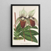 Reproduktion af maleriet Cypripedium Veitchianum - Charles Antoine Lemaire