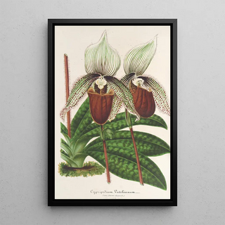 Charles Antoine Lemaire - Cypripedium Veitchianum.webp