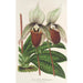 Reproduktion af maleriet Cypripedium Veitchianum - Charles Antoine Lemaire