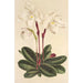 Cypripedium niveum - Charles Antoine Lemaire — visning af kunstværket
