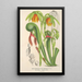 Reproduktion af maleriet Darlingtonia californica - Charles Antoine Lemaire