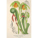 Reproduktion af maleriet Darlingtonia californica - Charles Antoine Lemaire