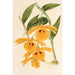 Dendrobium chrysotis - Charles Antoine Lemaire — visning af kunstværket