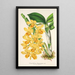 Reproduktion af maleriet Dendrobium chrysotoxum - Charles Antoine Lemaire