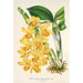 Reproduktion af maleriet Dendrobium chrysotoxum - Charles Antoine Lemaire