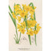 Dendrobium dixanthum - Charles Antoine Lemaire — visning af kunstværket