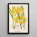 Dendrobium dixanthum - Charles Antoine Lemaire — indrammet kunstværk på væggen