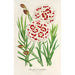 Reproduktion af maleriet Dianthus Verschaffeltii - Charles Antoine Lemaire