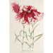 Dianthus cincinnatus - Charles Antoine Lemaire — visning af kunstværket
