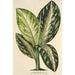Reproduktion af maleriet Dieffenbachia Wallisi - Charles Antoine Lemaire