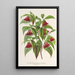 Reproduktion af maleriet Diervilla Weigelia multiflora - Charles Antoine Lemaire