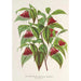 Reproduktion af maleriet Diervilla Weigelia multiflora - Charles Antoine Lemaire